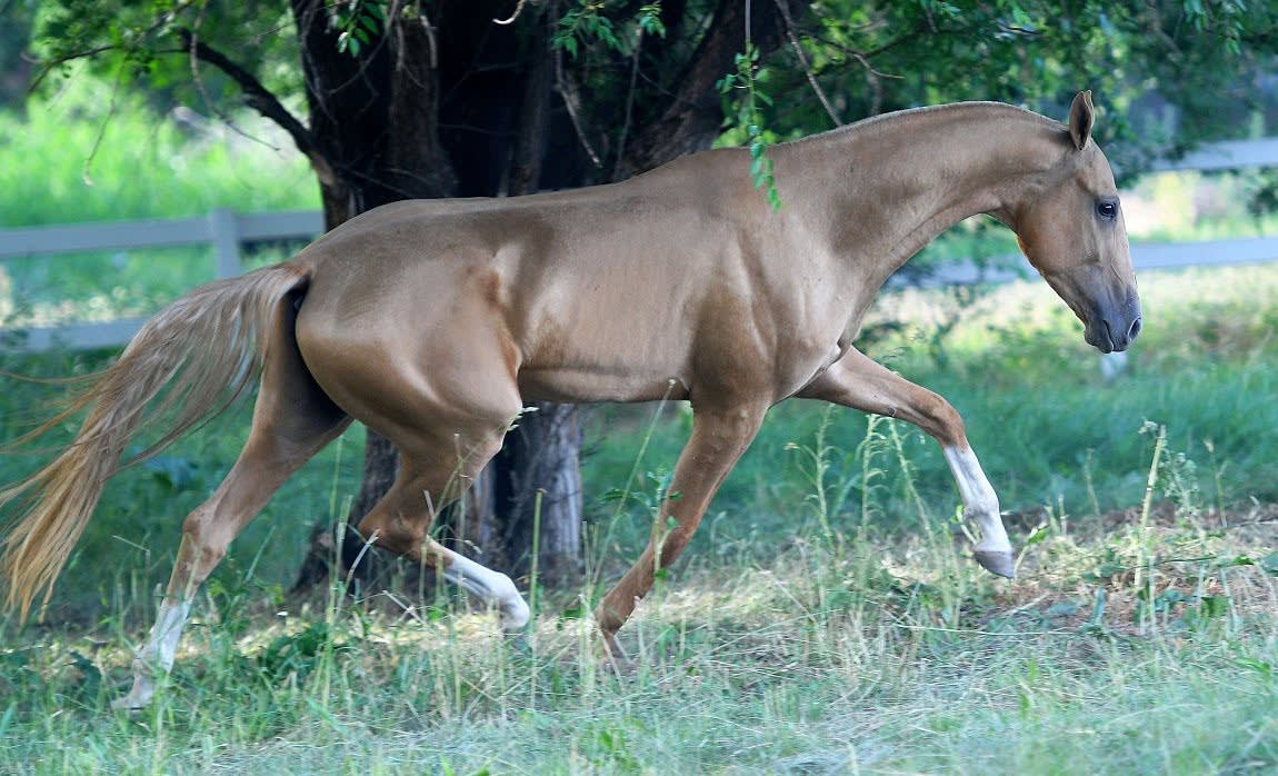 Keruen-Dacor trotting