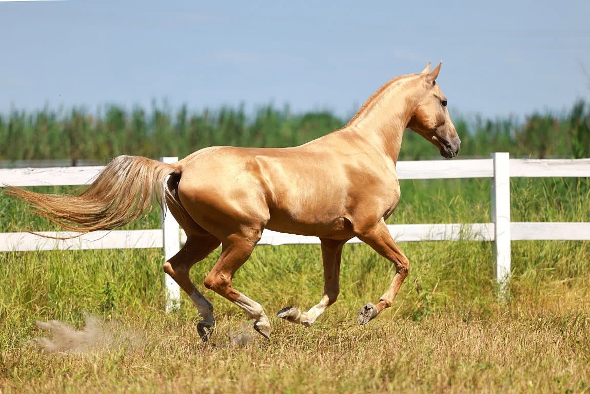 Keruen-Dacor at an extended gallop