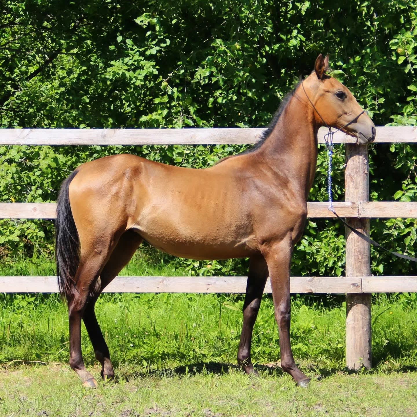 Adalga, buckskin Akhal-Teke yearling filly