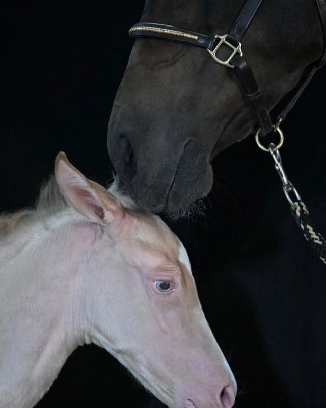 Aqzhan as a foal with her dam, Tabys-Dacor