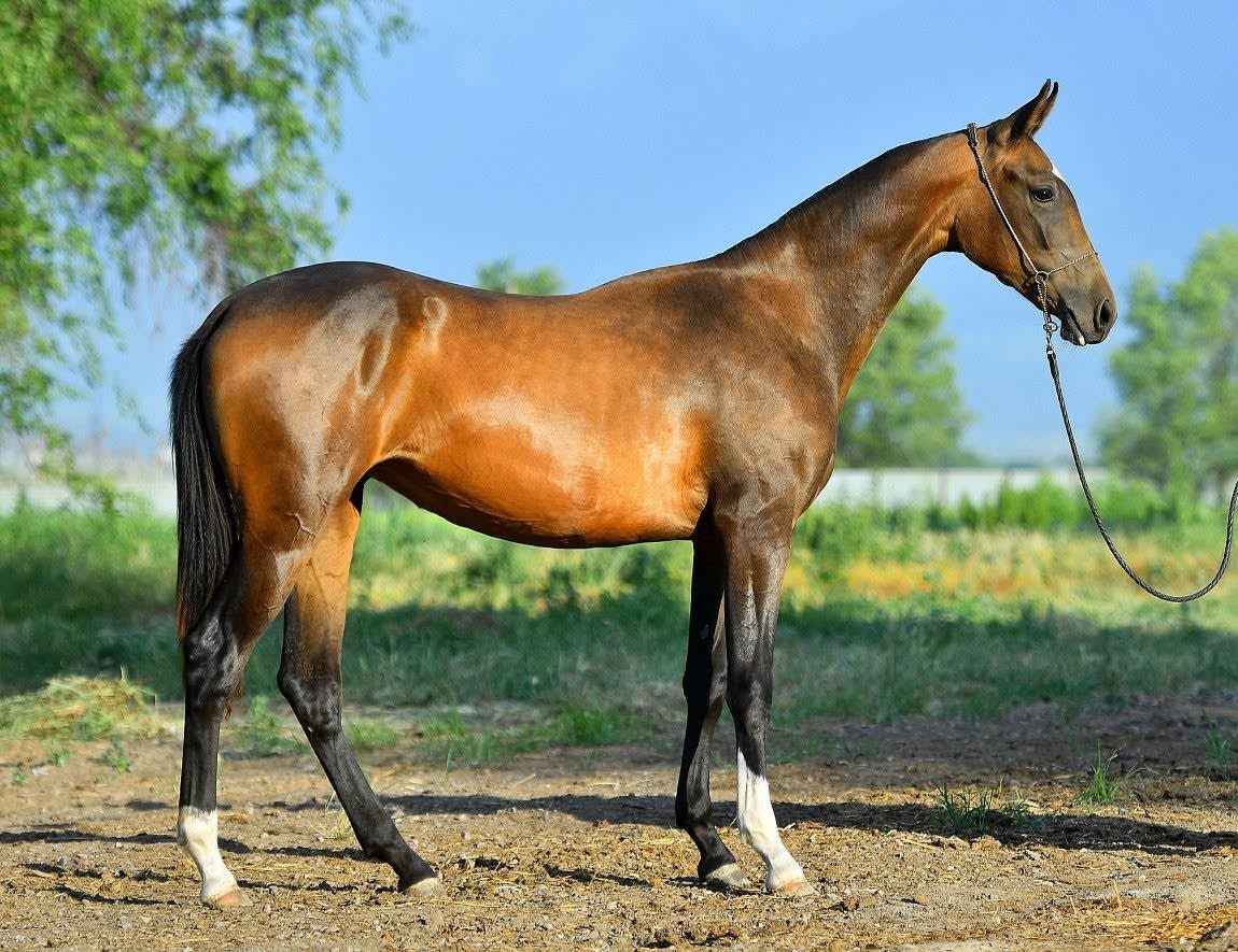 Tabys-Dacor, purebred Akhal-Teke mare