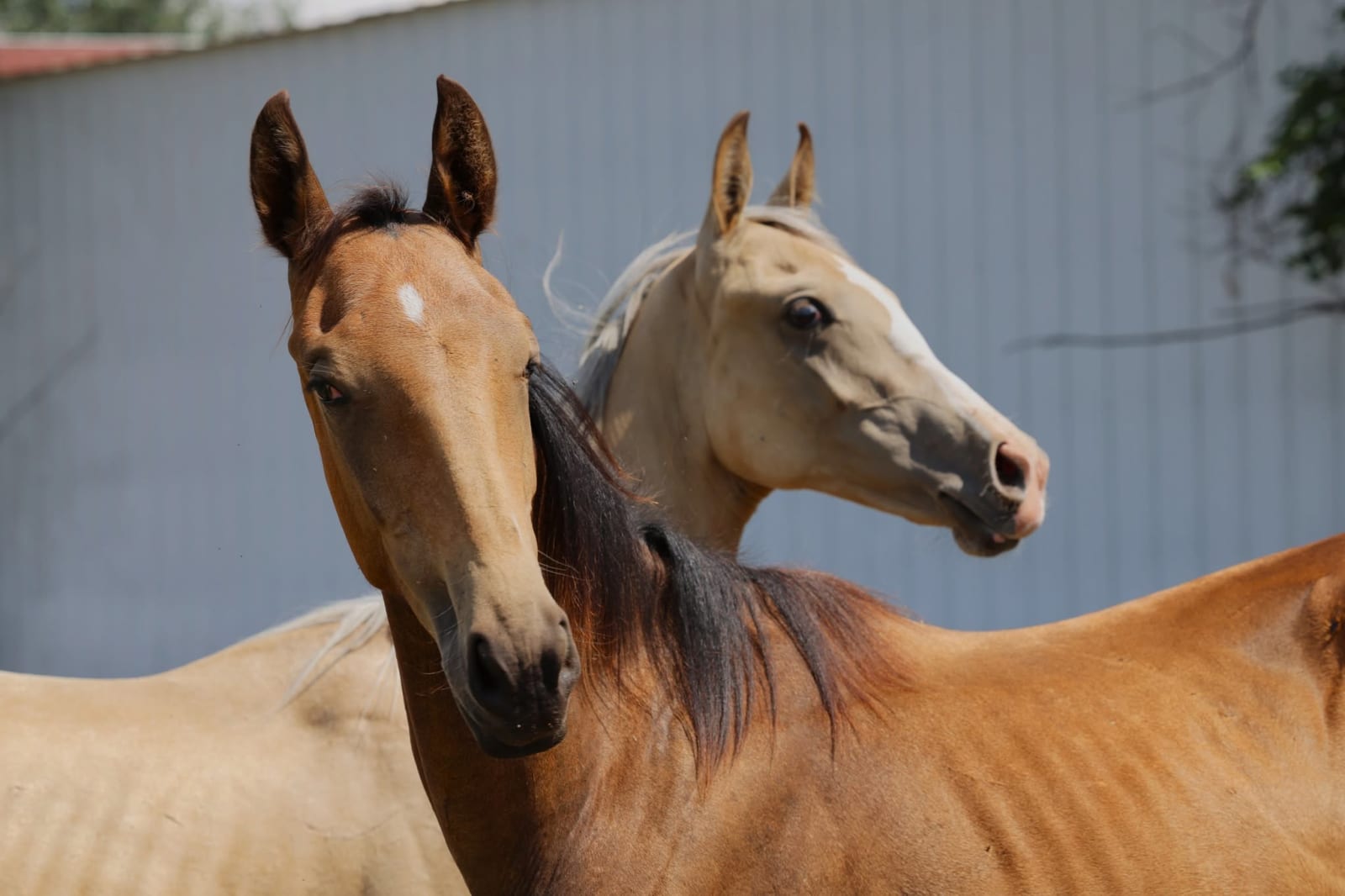 Kiza EST and Adalga, Akhal-Teke yearling fillies, together in Colorado