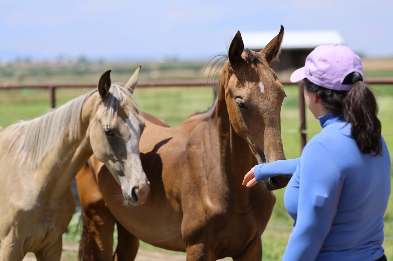 The fillies Kiza EST and Adalga greeting a handler in Colorado