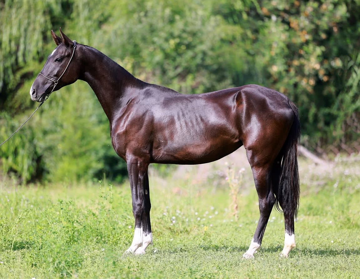 Gulbabek-Dacor, imported Kazakh-bred Akhal-Teke mare