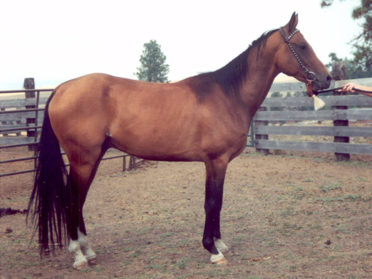 Tipyahlenah, 1996 buckskin Akhal-Teke stallion