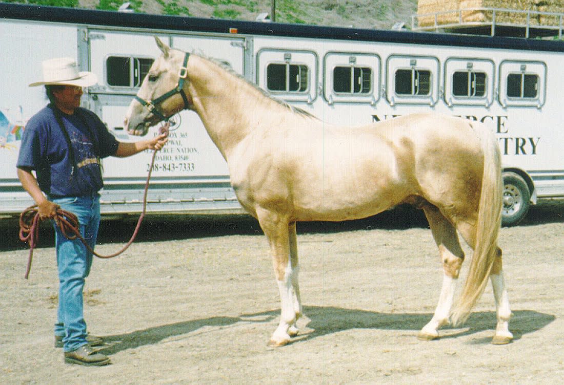 Pazyryk, 1989 golden palomino Akhal-Teke stallion, by the Nez Perce trailer
