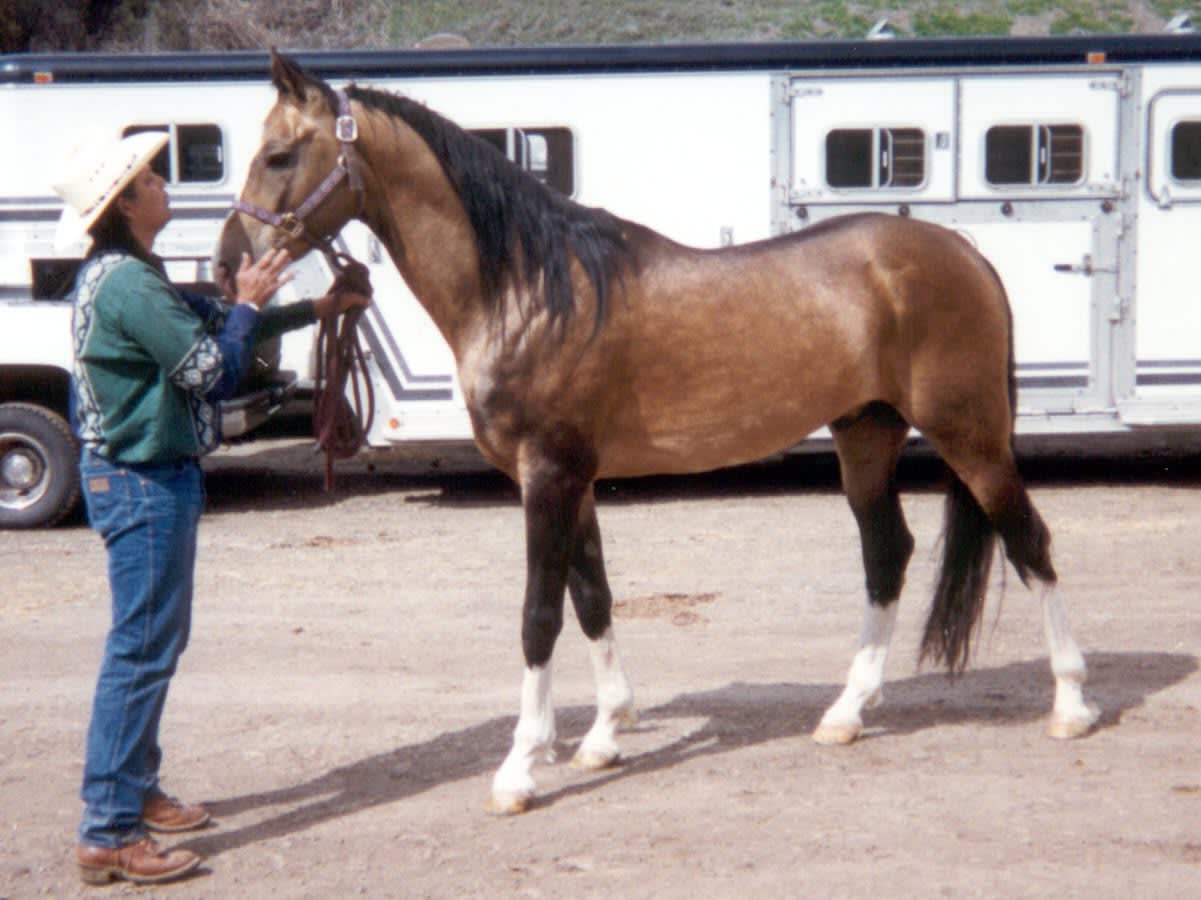 Pieter, 1991 buckskin Akhal-Teke stallion