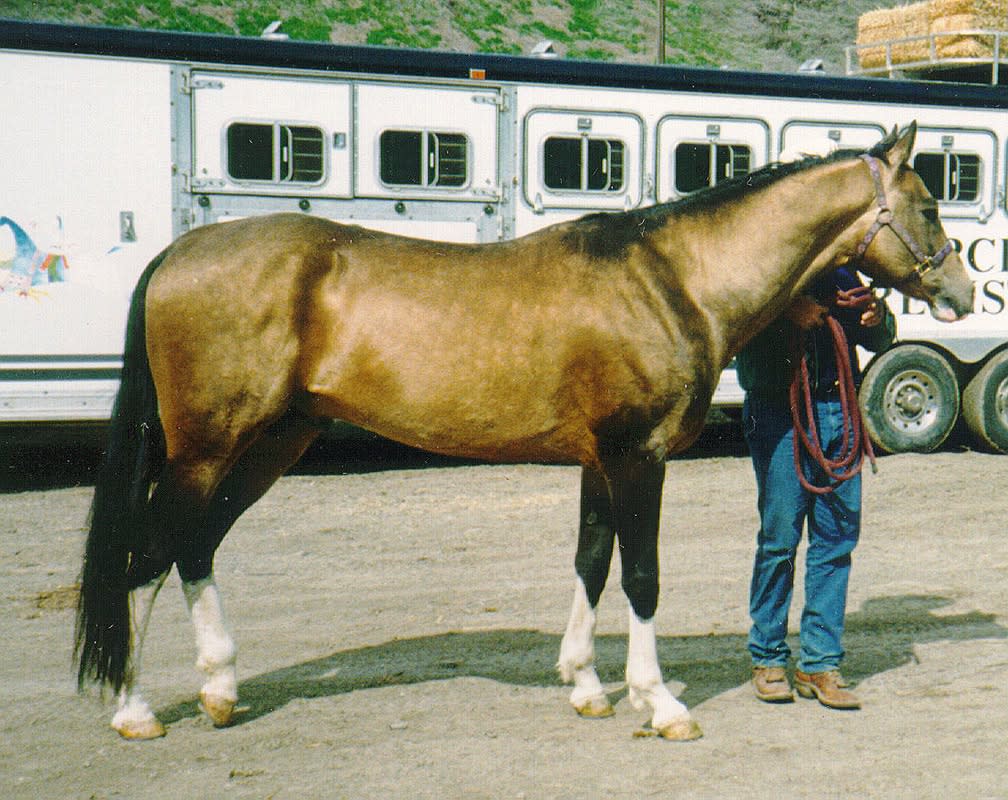 Pieter, 1991 buckskin Akhal-Teke stallion, by the Nez Perce trailer