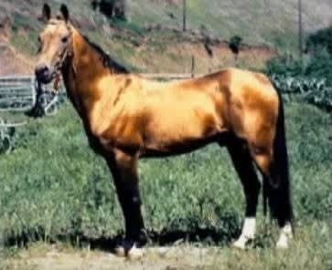 Melechan, 1983 golden buckskin Akhal-Teke stallion