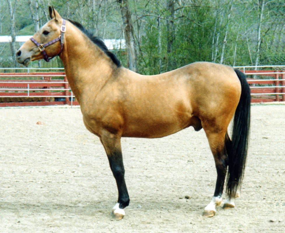 Melechan, 1983 golden buckskin Akhal-Teke stallion