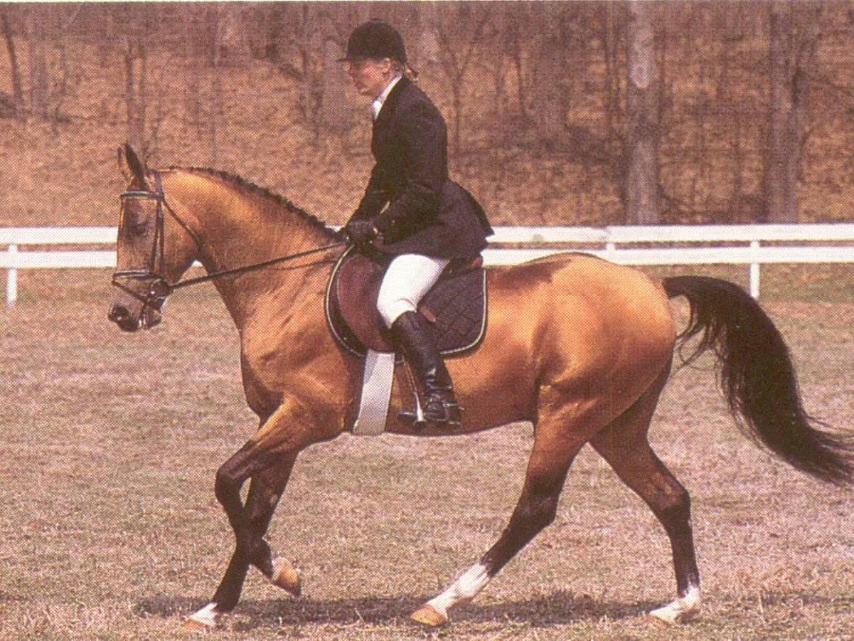Melechan, 1983 golden buckskin Akhal-Teke stallion, under saddle