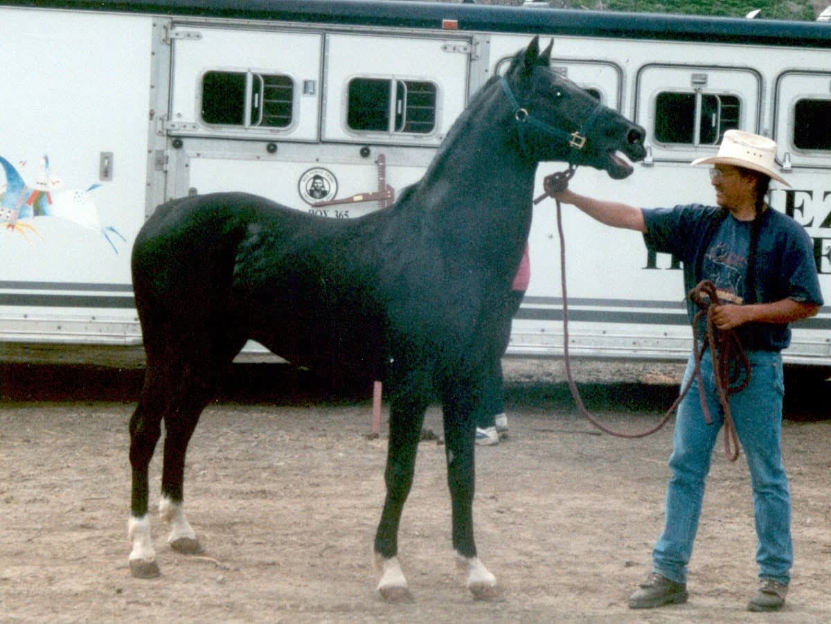 Mangus Colorado, 1984 black Akhal-Teke stallion