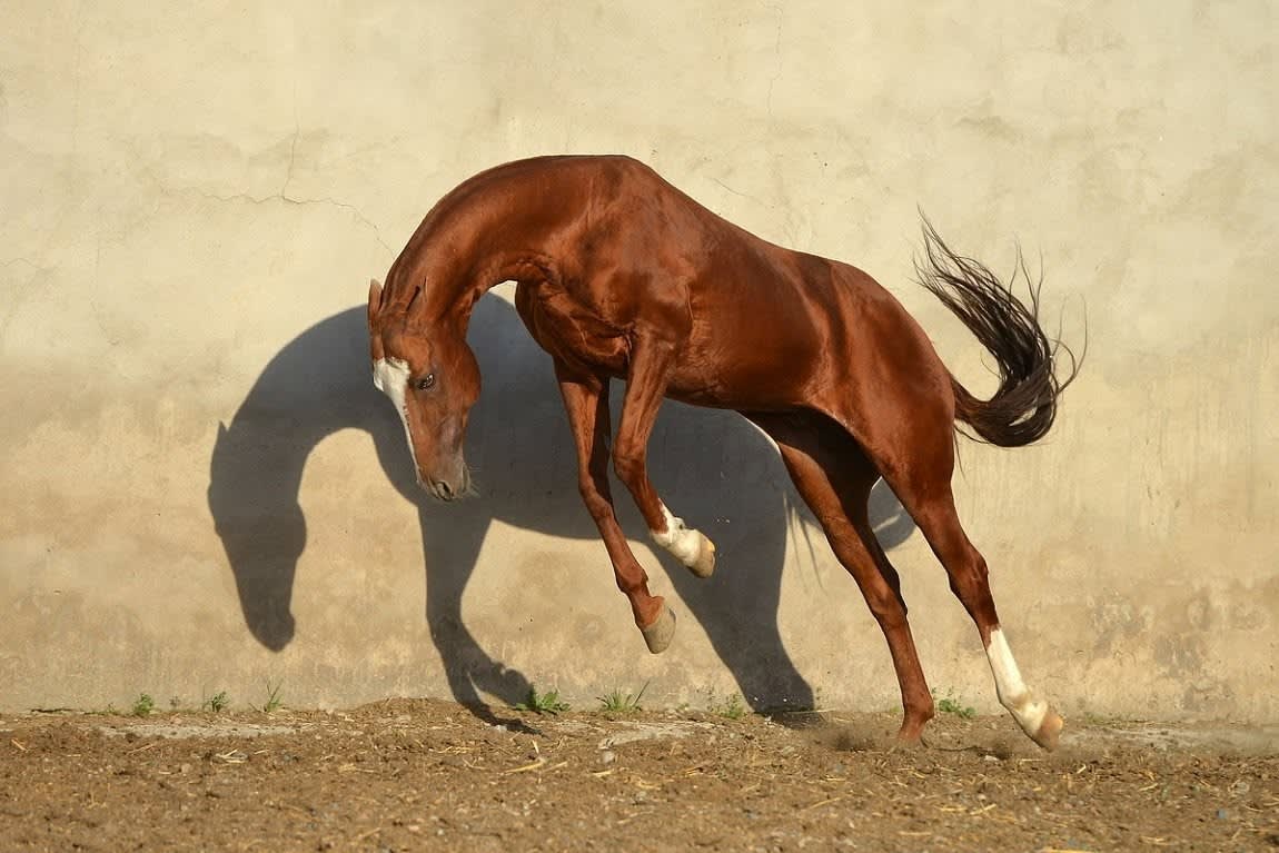 Gibrat, Akhal-Teke stallion, in motion — photographed by Artur Baboev