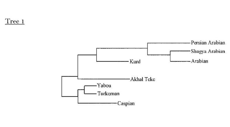 Phylogenetic Tree 1 from the research, clustering Yabou, Turkoman, and Caspian with the Akhal-Teke on a nearby branch