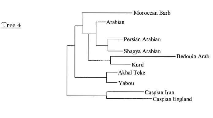 Phylogenetic Tree 4 from the research, showing the Akhal-Teke and Yabou set apart from the Arabian cluster