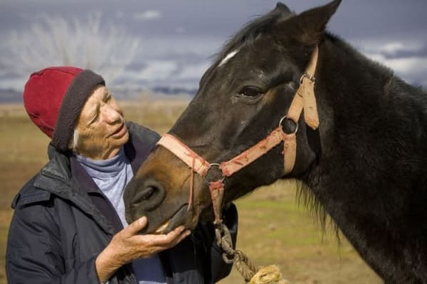 Figure from the study “The Original Ancestors of the Turkoman & Caspian Horses”