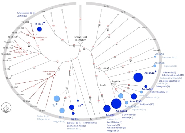 Figure from the study “Y-Chromosomal Insights into Breeding History and Sire Line Genealogies of Arabian Horses”