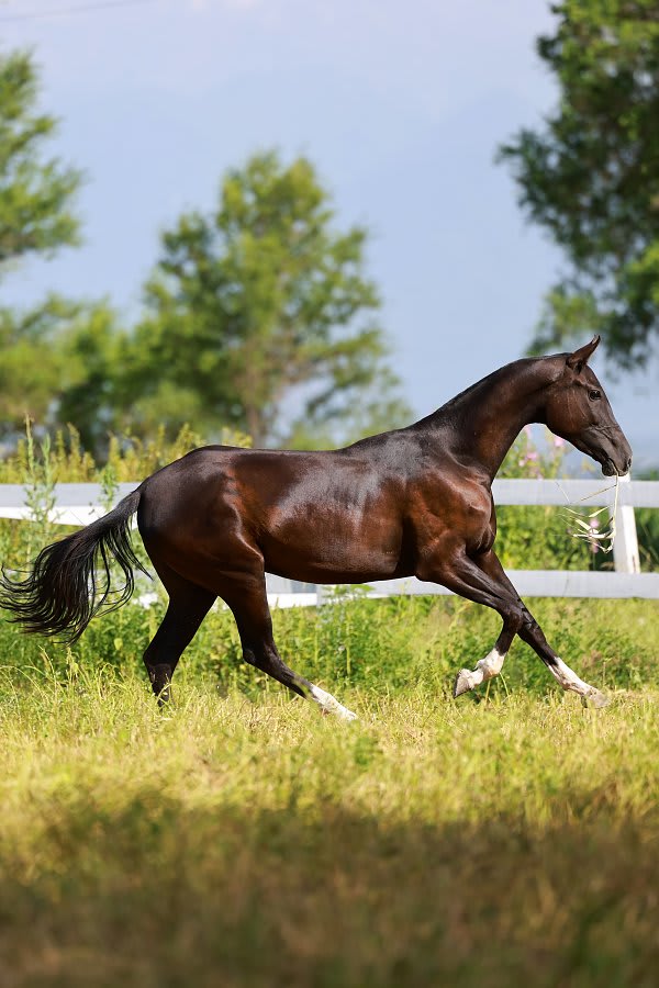Akhal-Teke