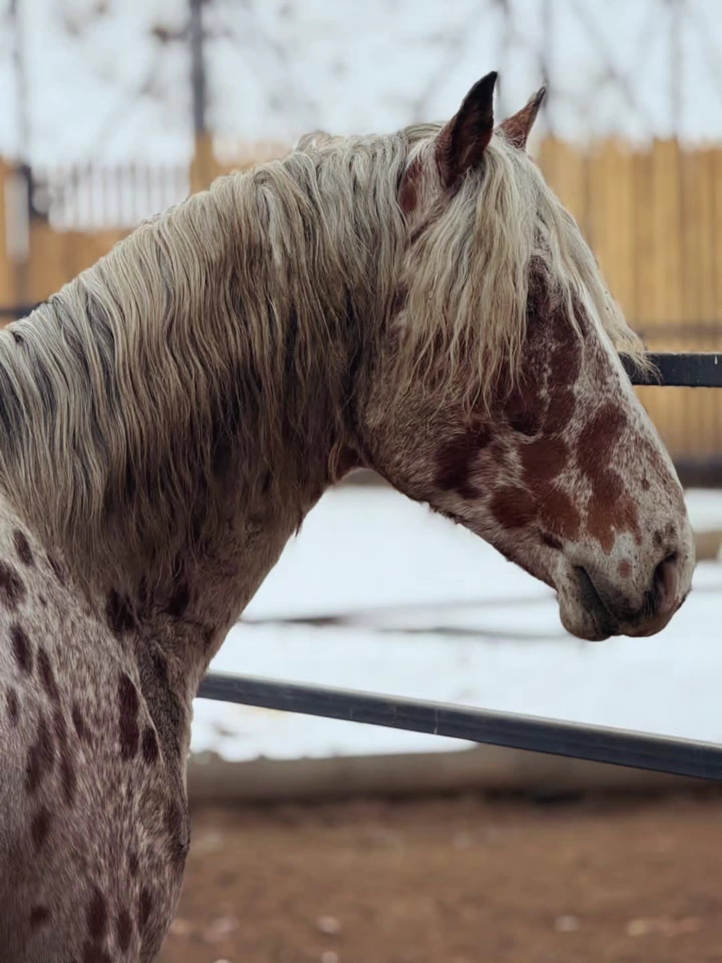 Chaar Appaloosa