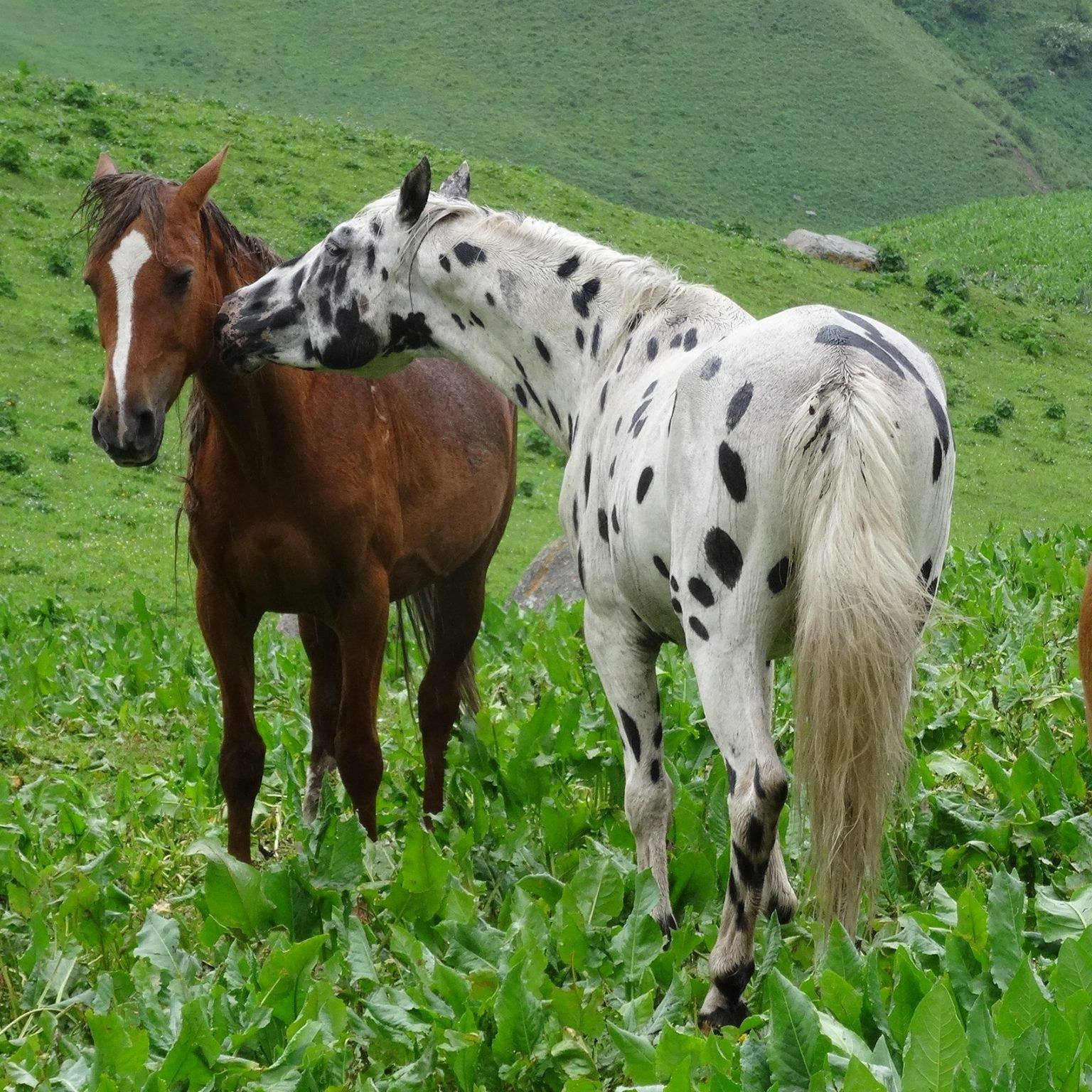 Chaar Appaloosa