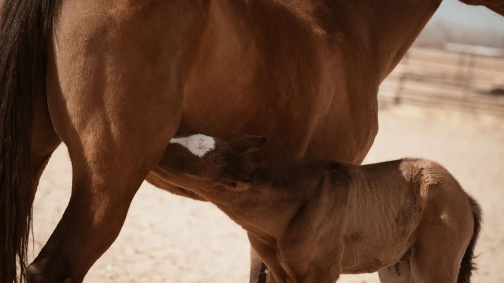 A foal nursing beside its dam