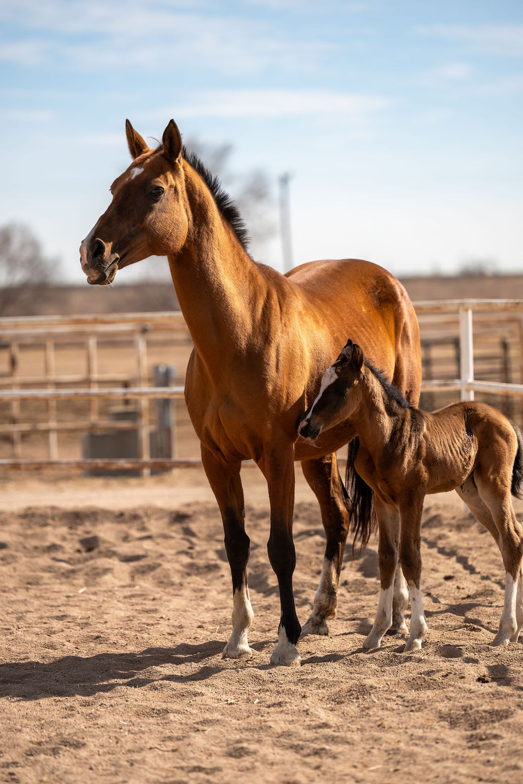 Atakty-Dacor, purebred Akhal-Teke broodmare