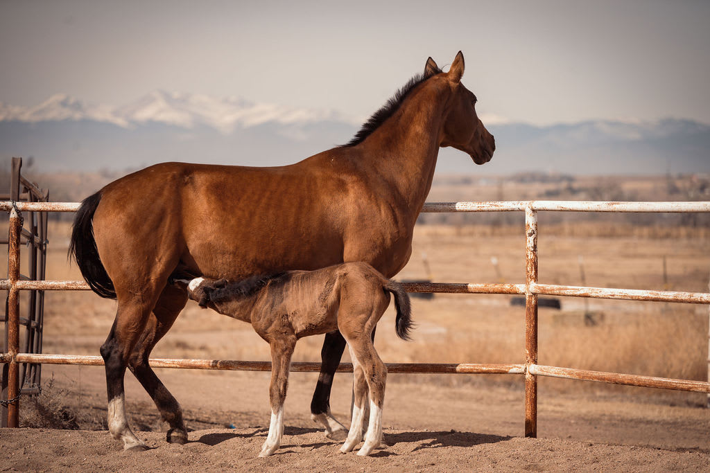 Atakty-Dacor, purebred Akhal-Teke broodmare