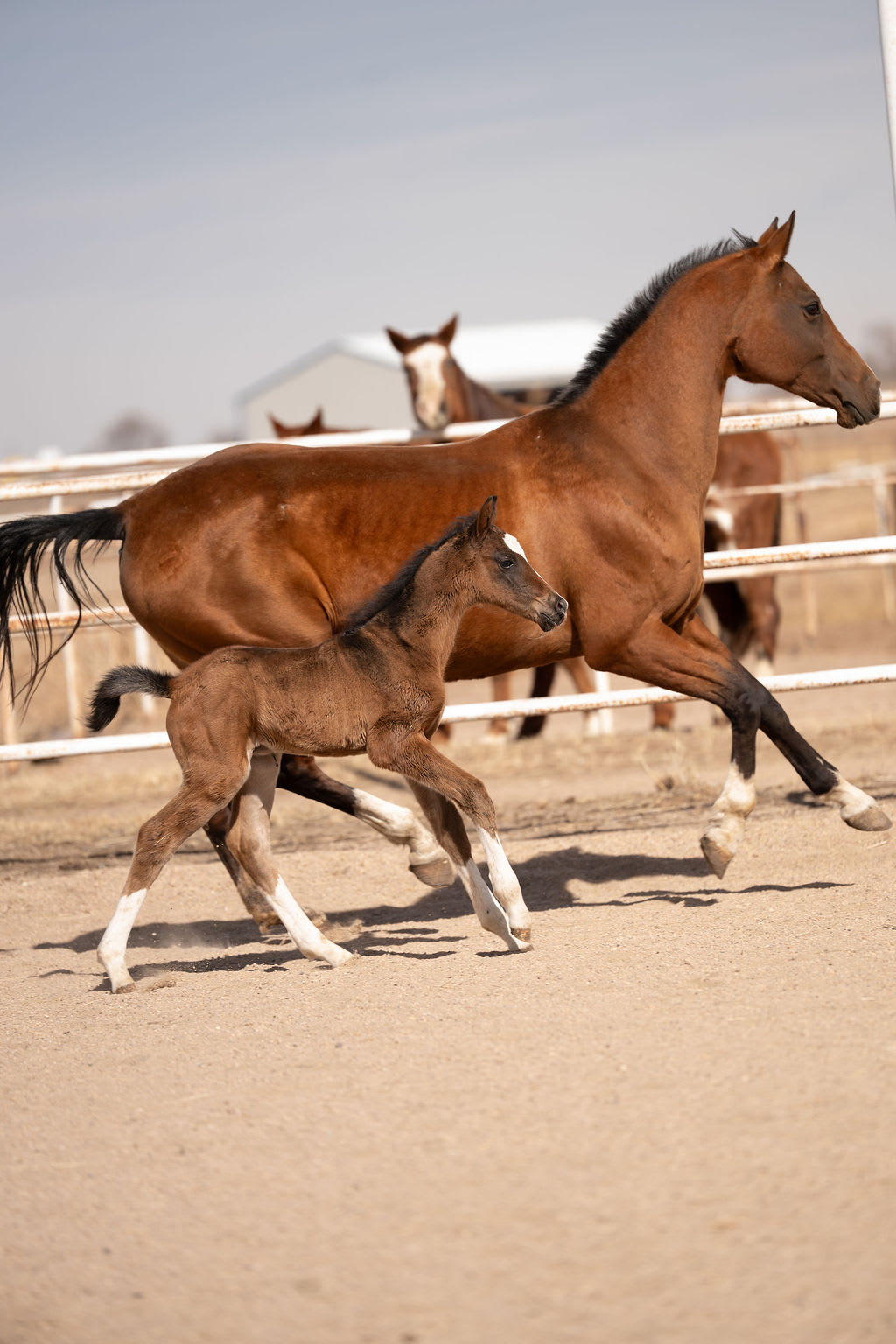 Atakty-Dacor with foal, purebred Akhal-Teke broodmare