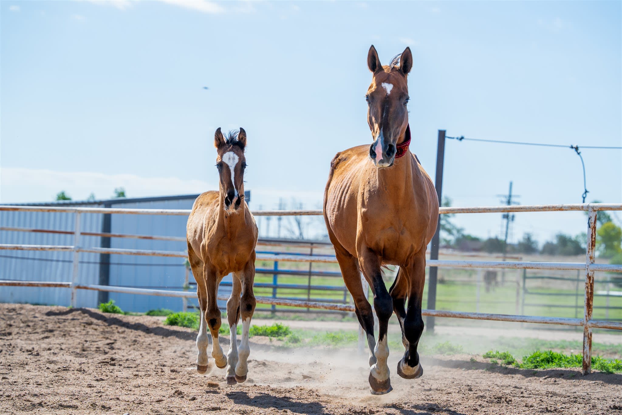 Atakty-Dacor with foal, purebred Akhal-Teke broodmare