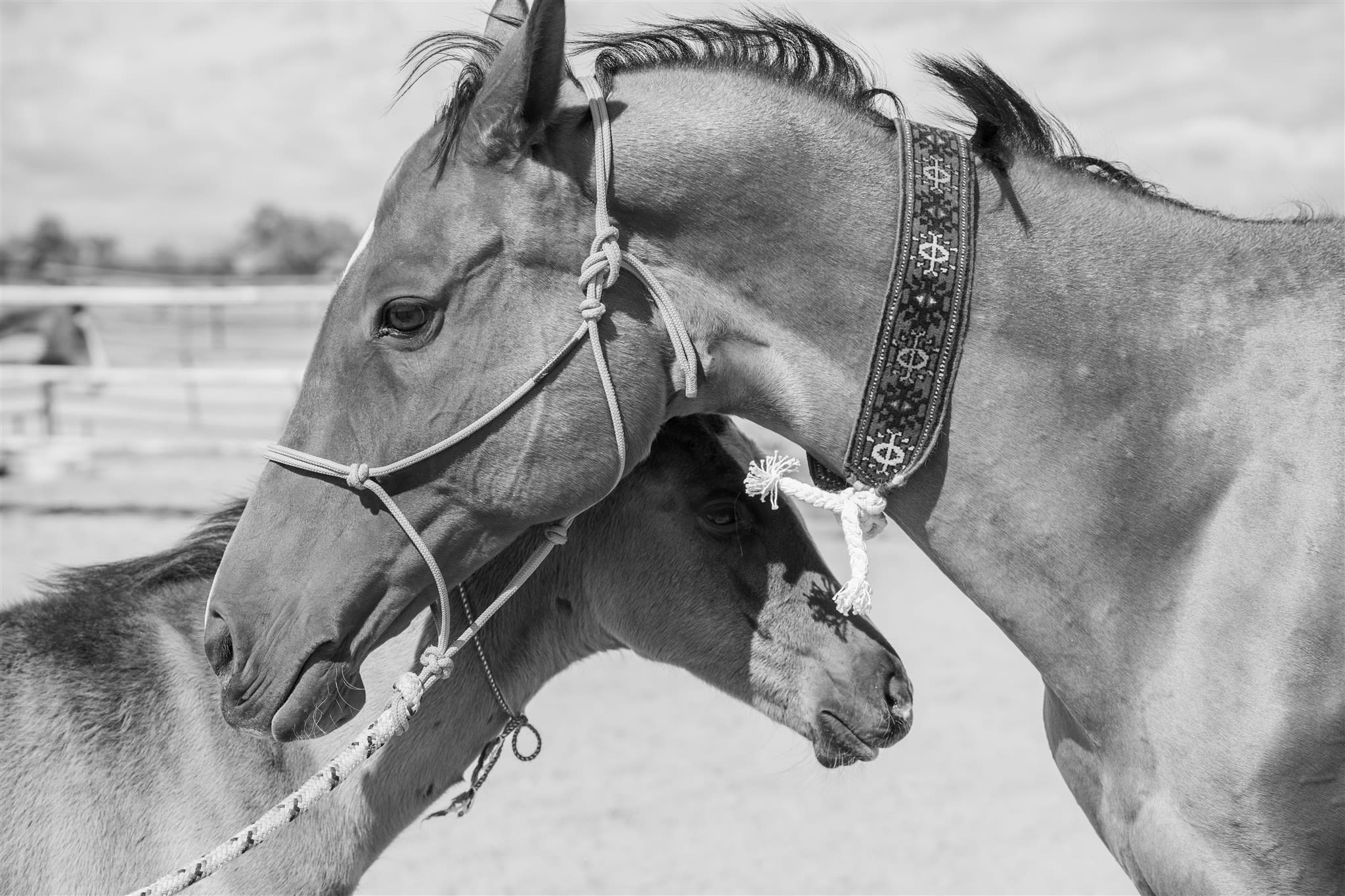 Atakty-Dacor with foal, purebred Akhal-Teke broodmare