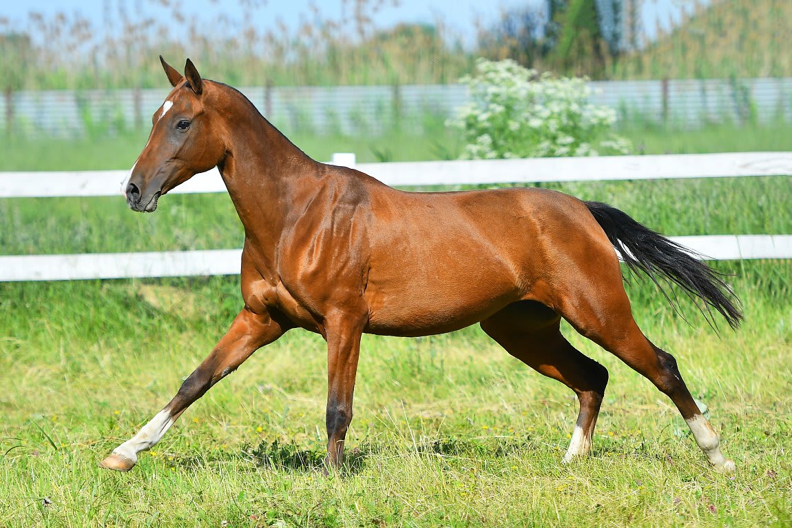 Atakty-Dacor, purebred Akhal-Teke broodmare