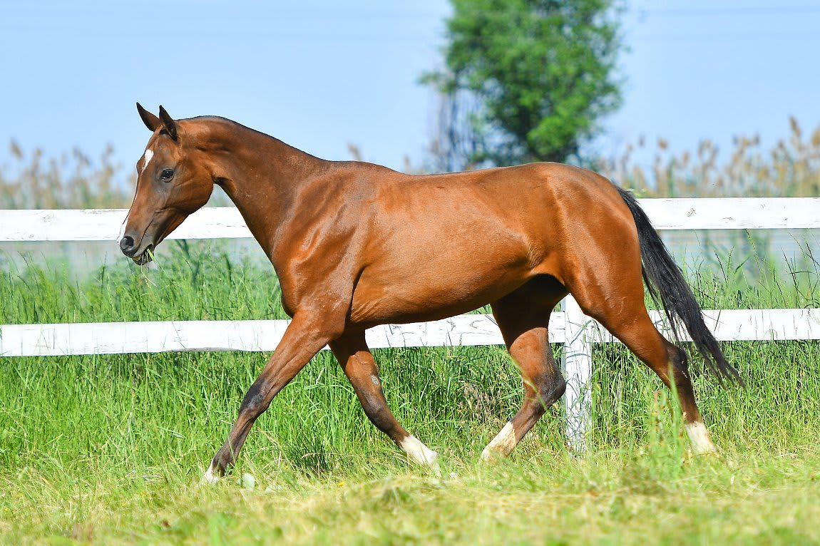 Atakty-Dacor, purebred Akhal-Teke broodmare