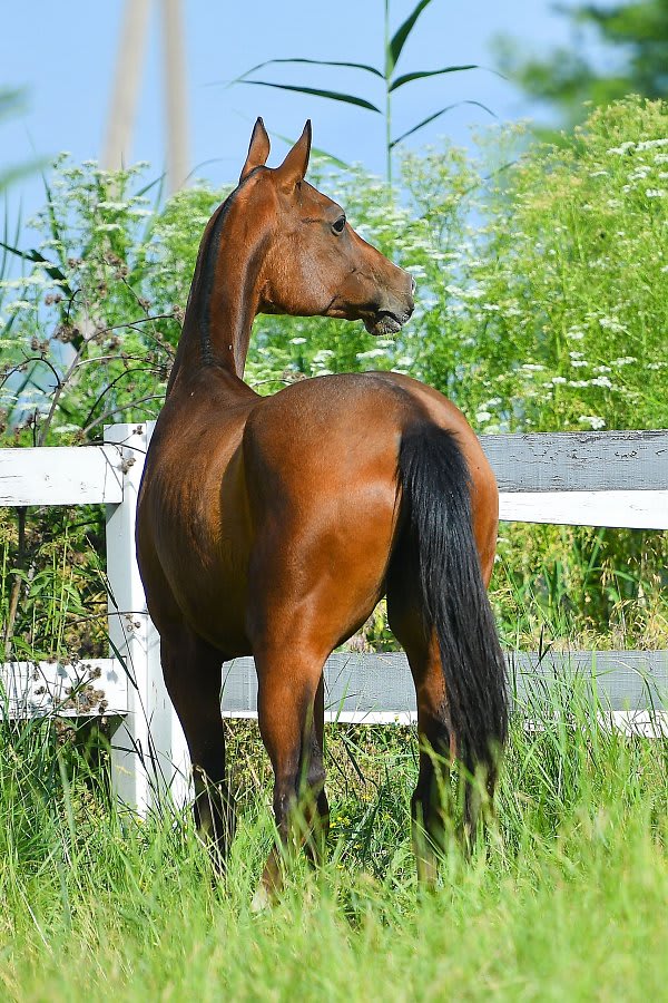 Atakty-Dacor, purebred Akhal-Teke broodmare