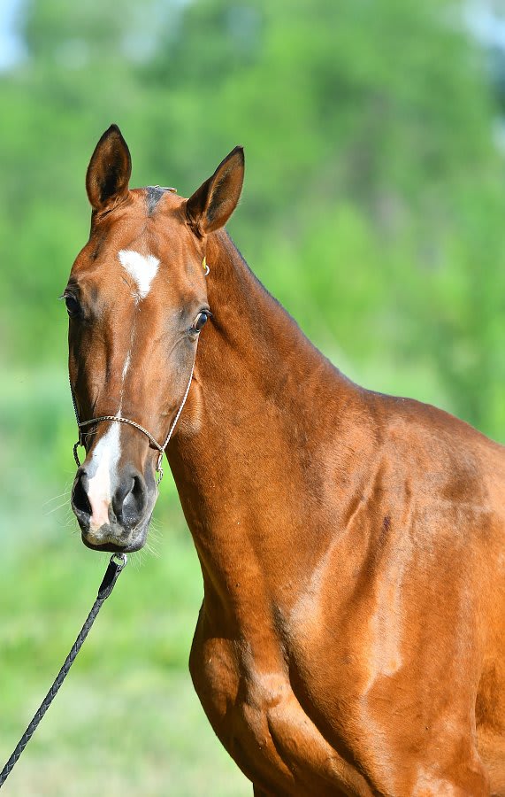 Atakty-Dacor, purebred Akhal-Teke broodmare