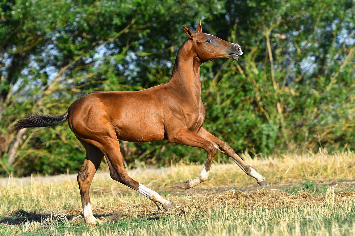 Atakty-Dacor, purebred Akhal-Teke broodmare