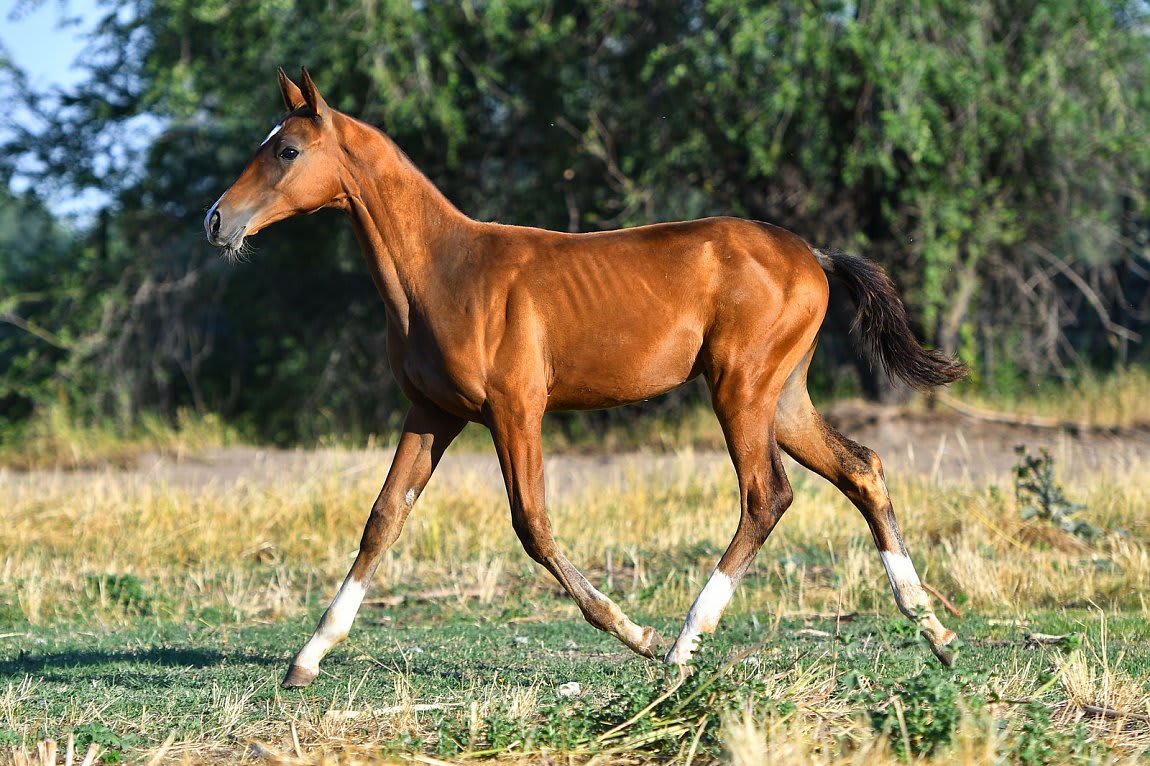 Atakty-Dacor, purebred Akhal-Teke broodmare