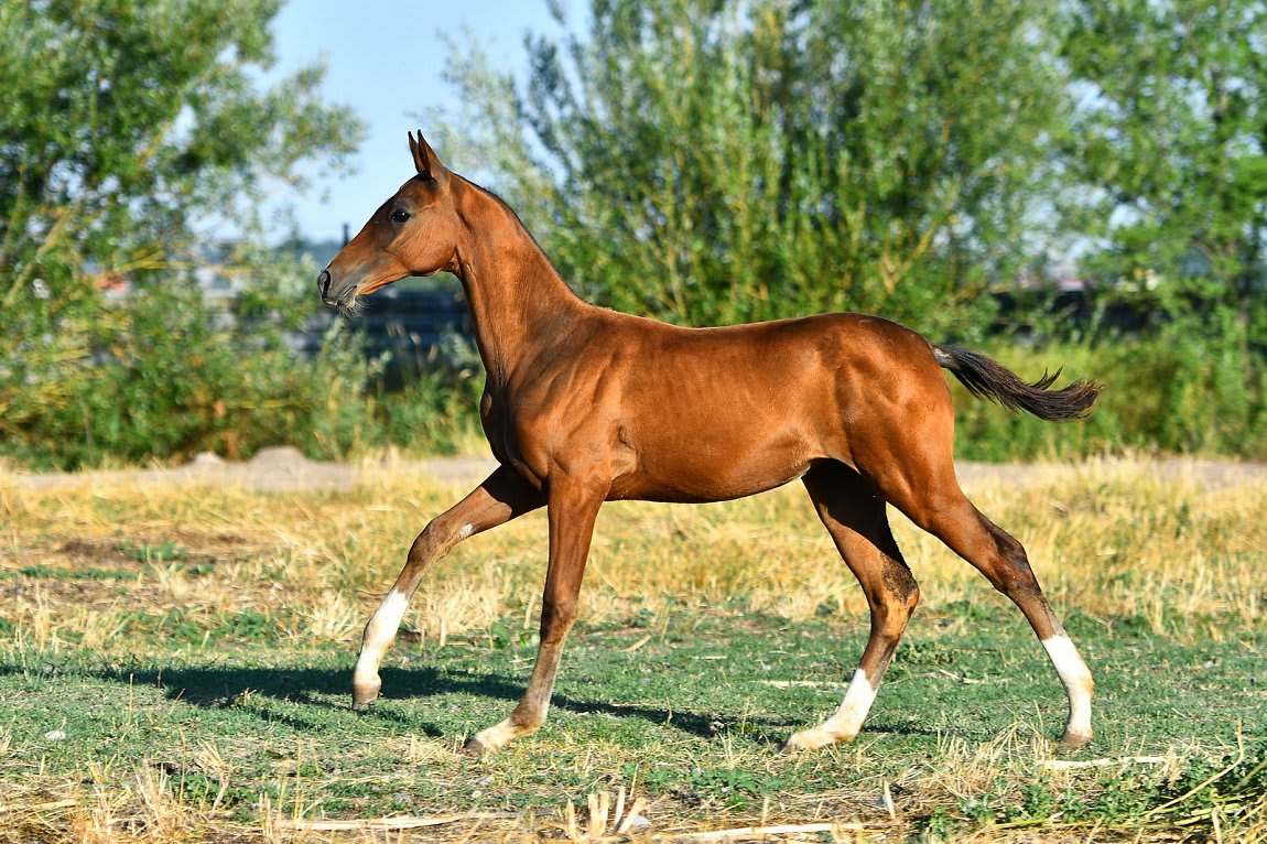 Atakty-Dacor, purebred Akhal-Teke broodmare