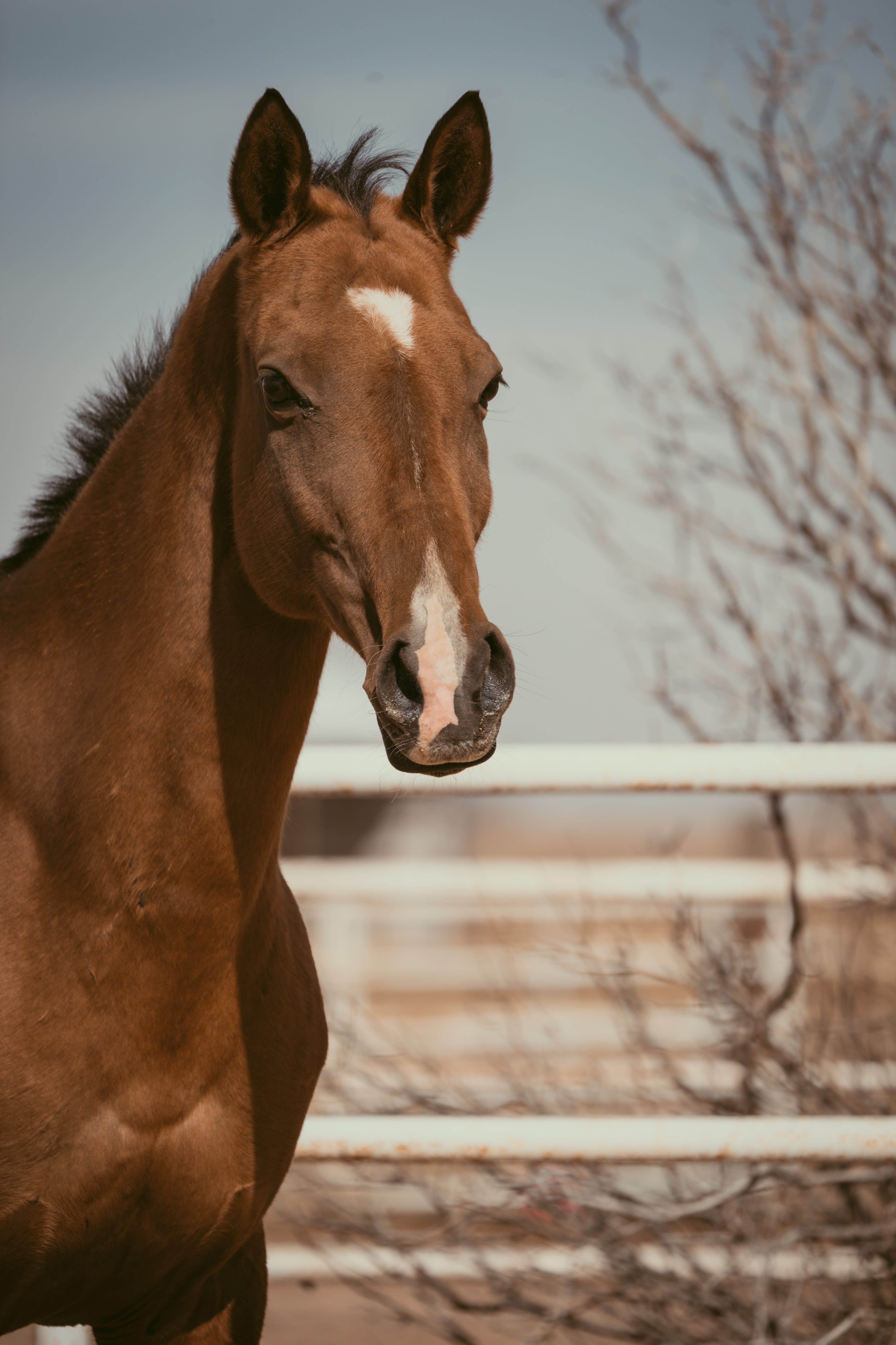 Atakty-Dacor, purebred Akhal-Teke broodmare