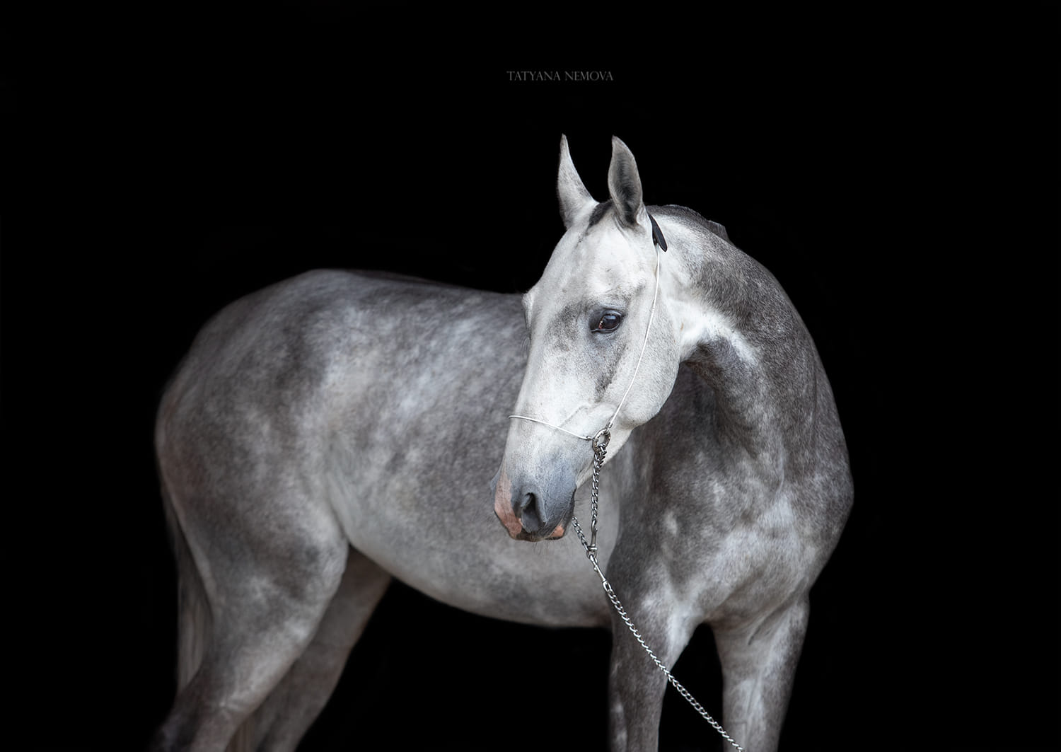 Gabanna, purebred Akhal-Teke broodmare