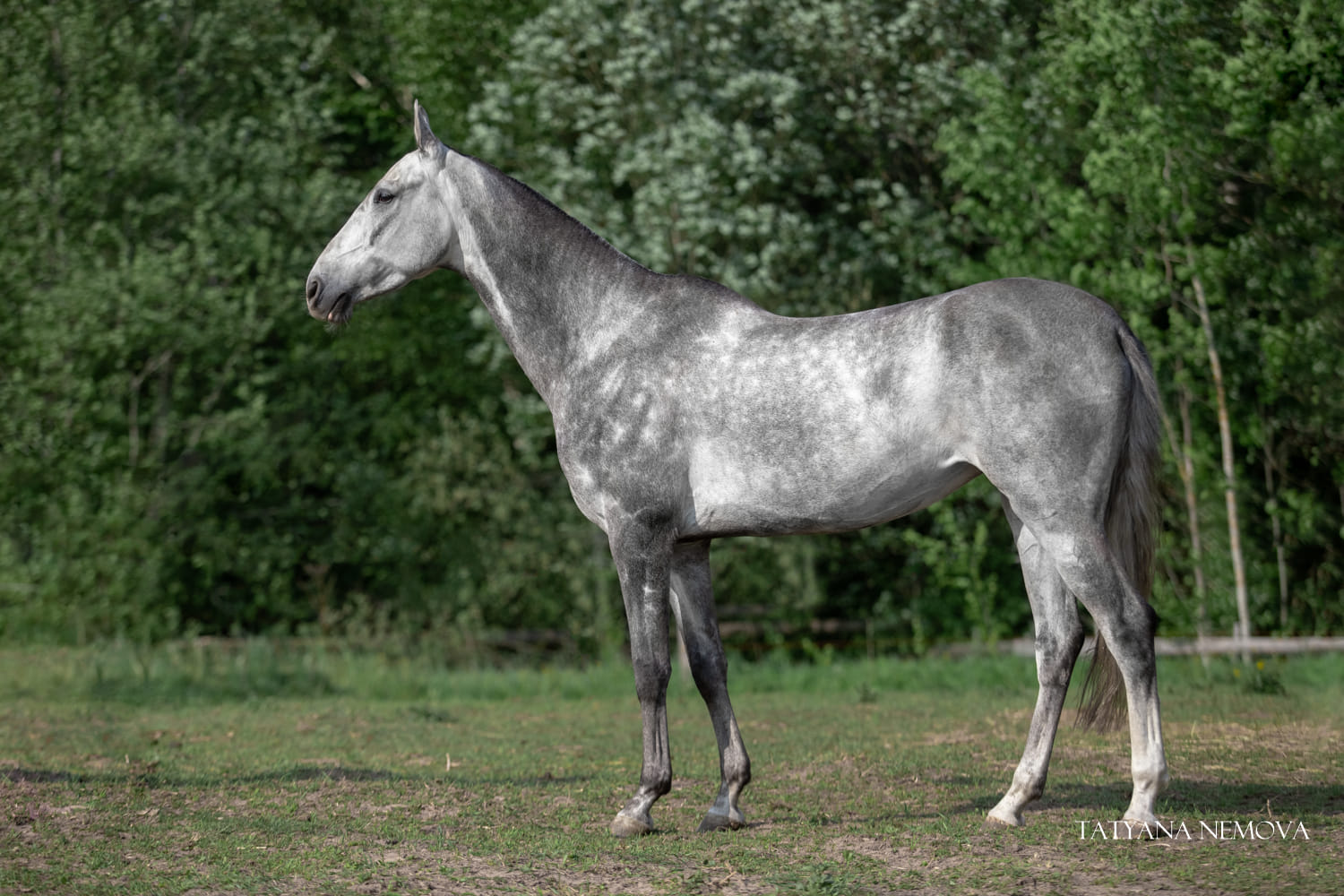 Gabanna, purebred Akhal-Teke broodmare