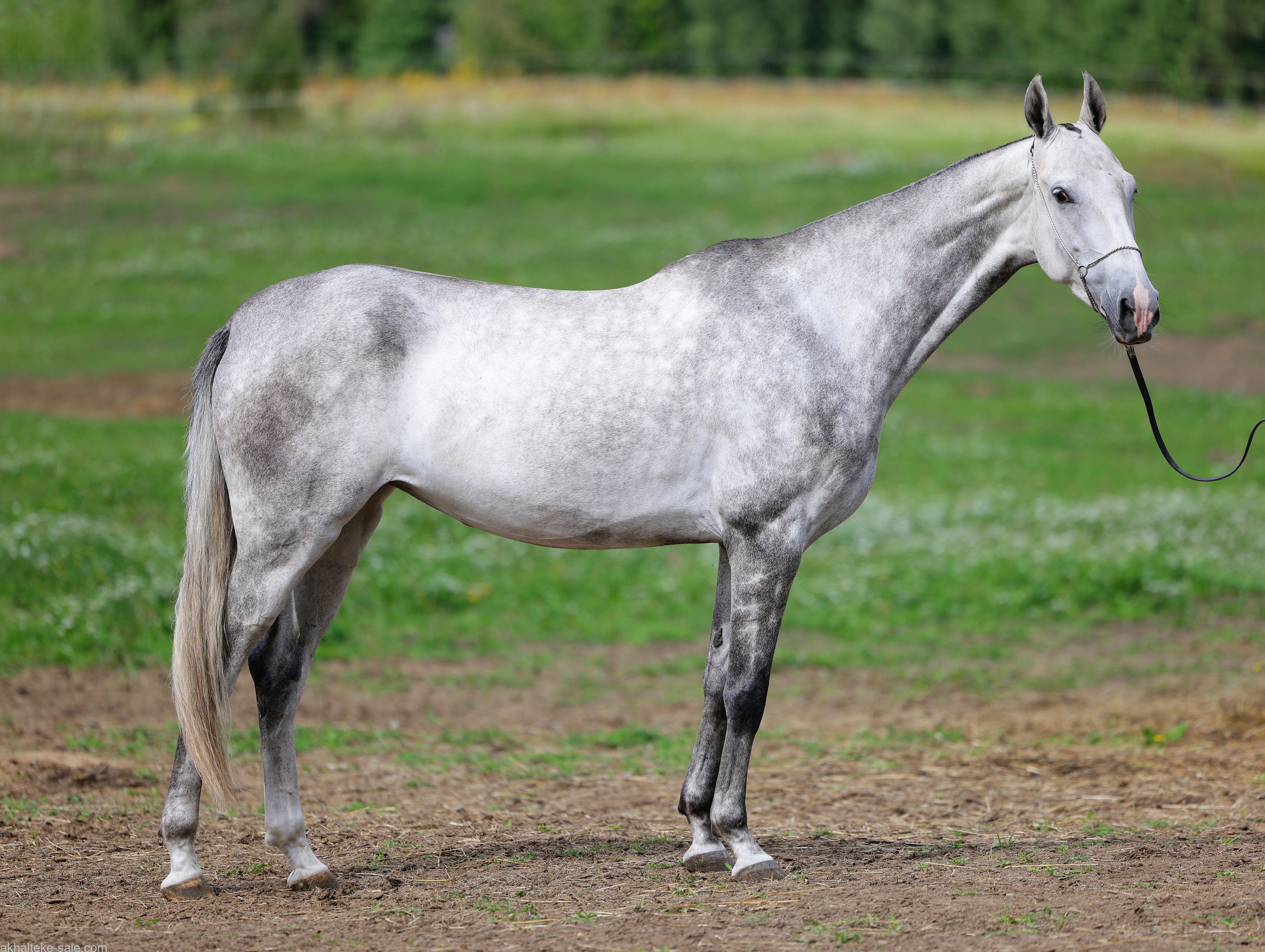 Gabanna, purebred Akhal-Teke broodmare
