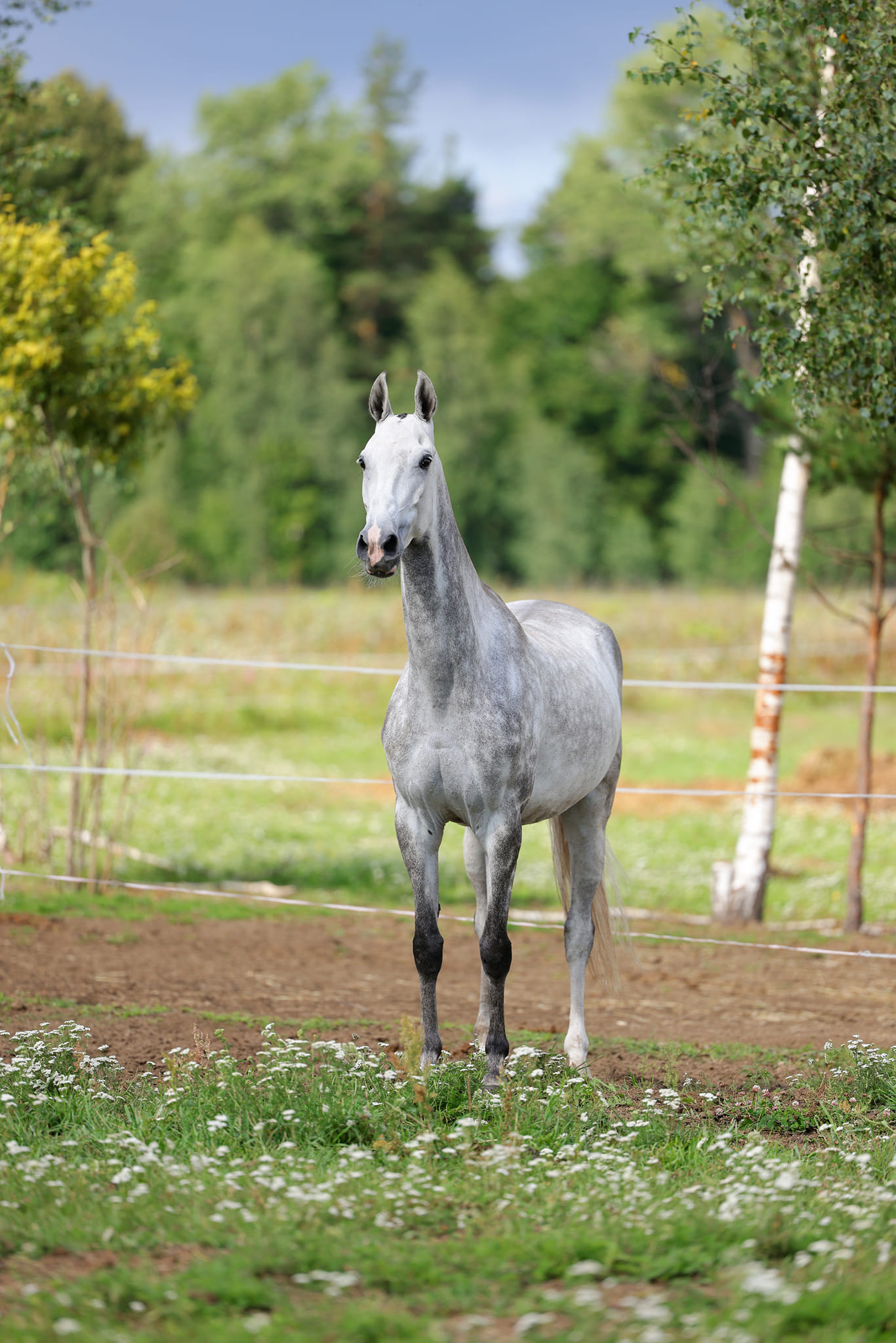 Gabanna, purebred Akhal-Teke broodmare