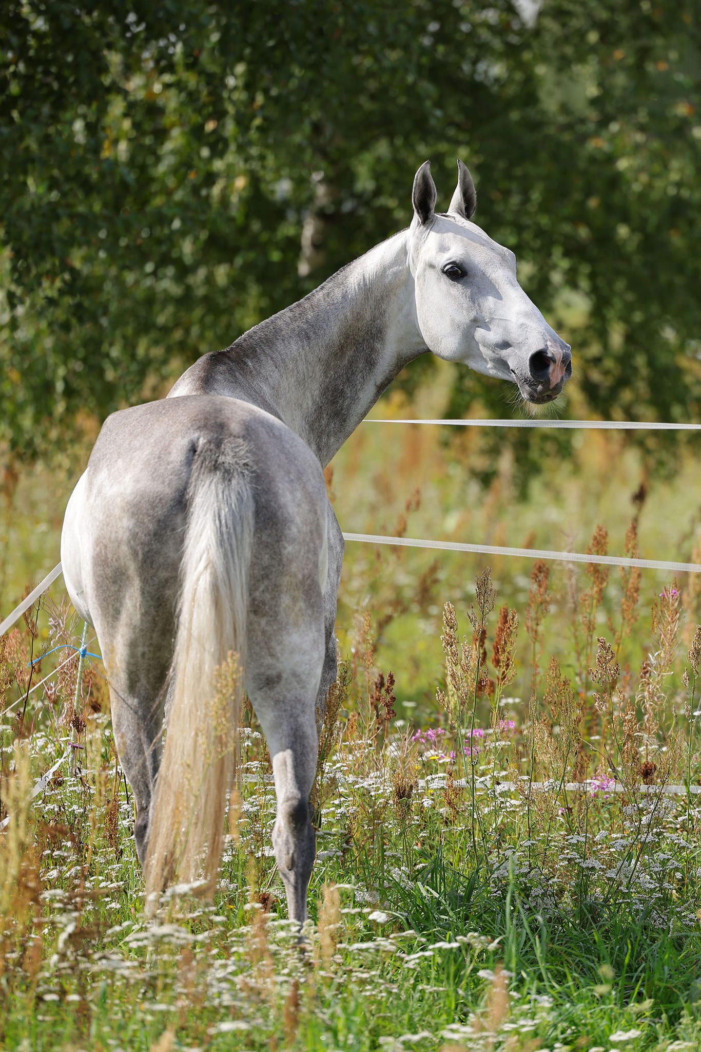Gabanna, purebred Akhal-Teke broodmare