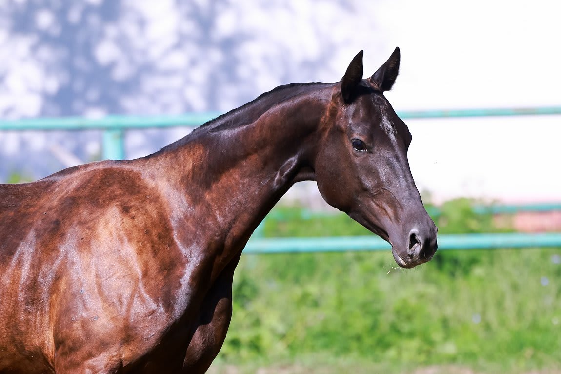 Sikyrly-Dacor, purebred Akhal-Teke broodmare
