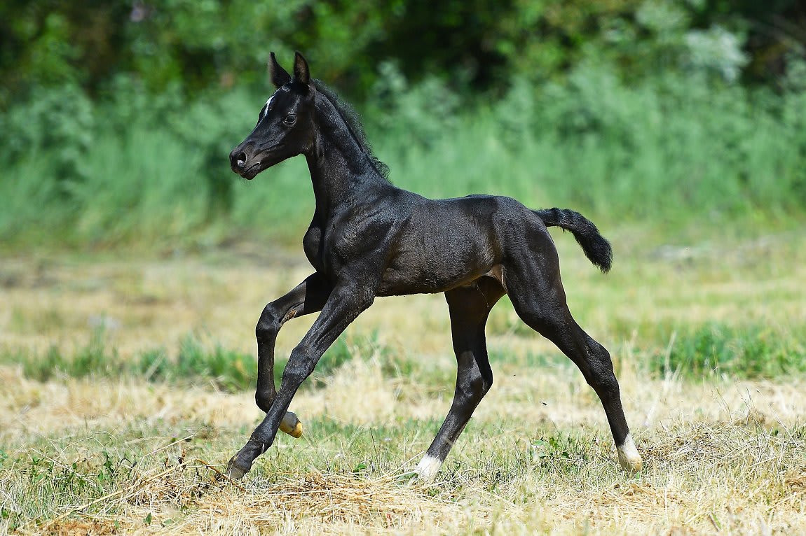 Sikyrly-Dacor, purebred Akhal-Teke broodmare