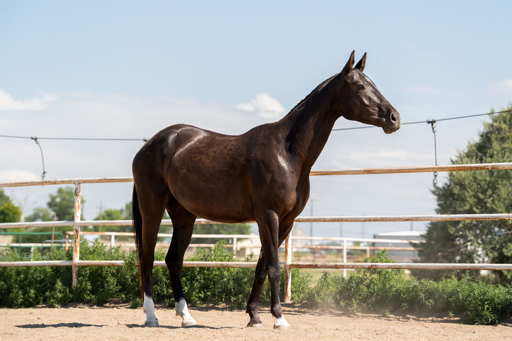 Sikyrly-Dacor, purebred Akhal-Teke broodmare