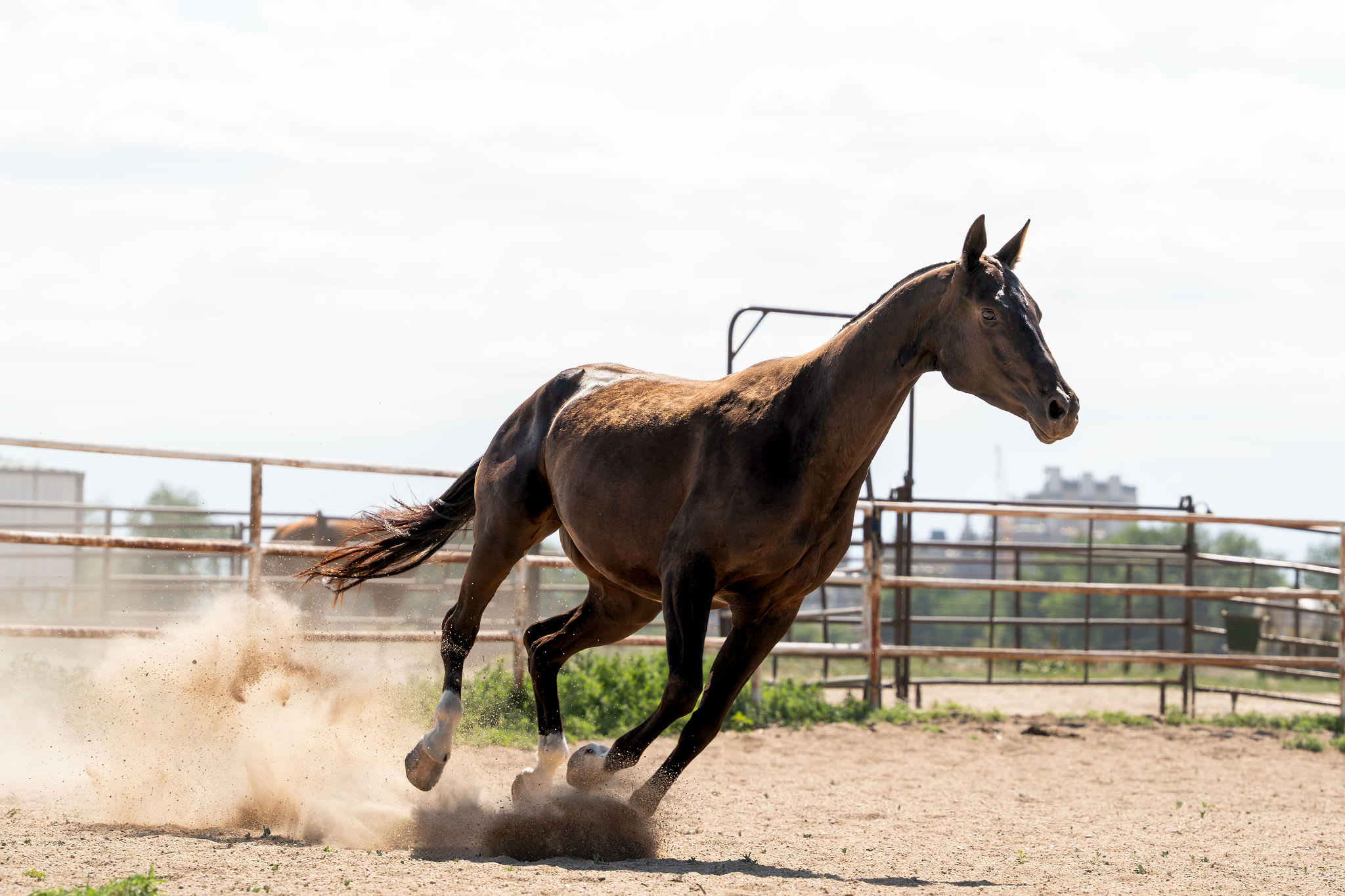 Sikyrly-Dacor, purebred Akhal-Teke broodmare
