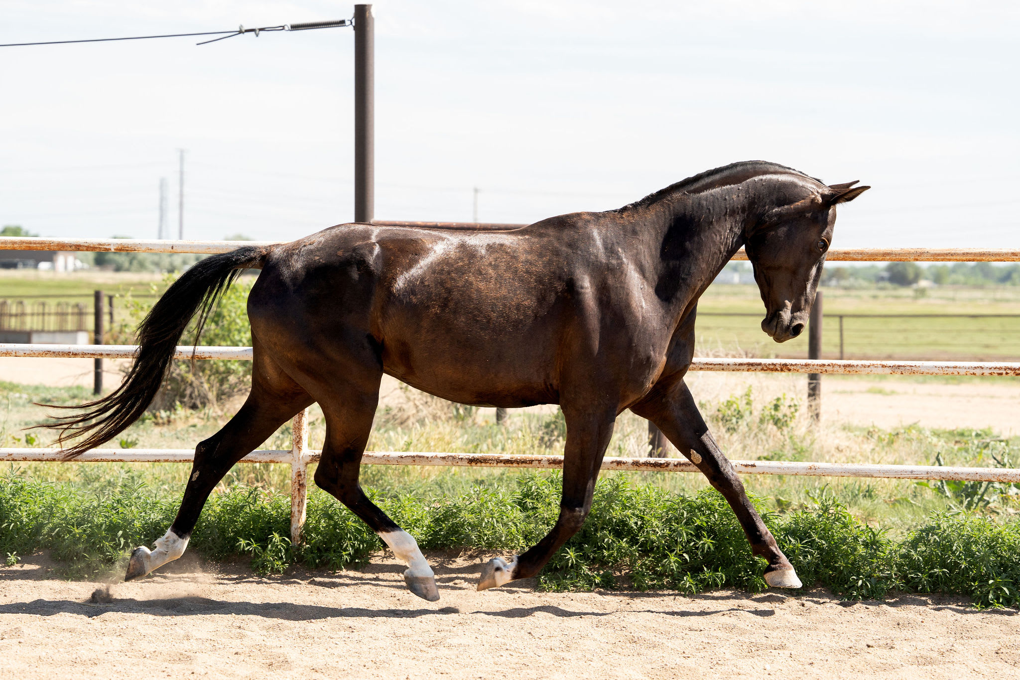 Sikyrly-Dacor, purebred Akhal-Teke broodmare