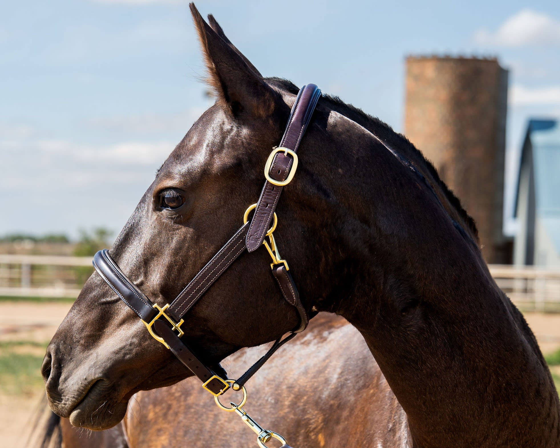 Sikyrly-Dacor, purebred Akhal-Teke broodmare