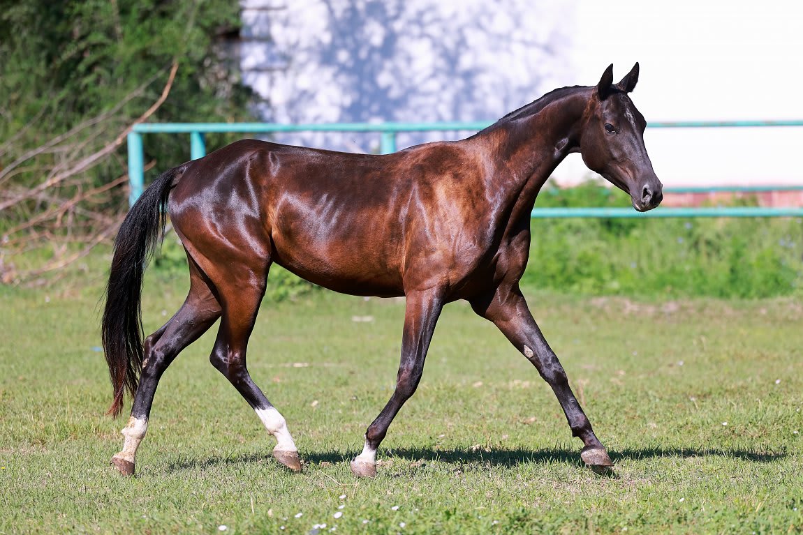 Sikyrly-Dacor, purebred Akhal-Teke broodmare